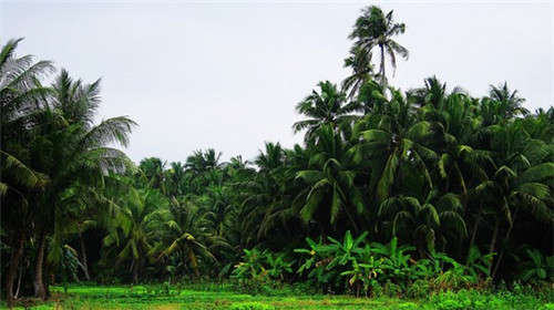 黟县加盟麦德堡一天多少钱保本，黟县加盟汉堡有哪些值得投资的品牌